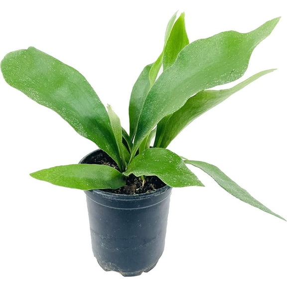Staghorn Fern - Live Plant in a 4 Inch Pot - Platycerium Bifurcatum - Extremely Rare and Exotic Ferns from Florida