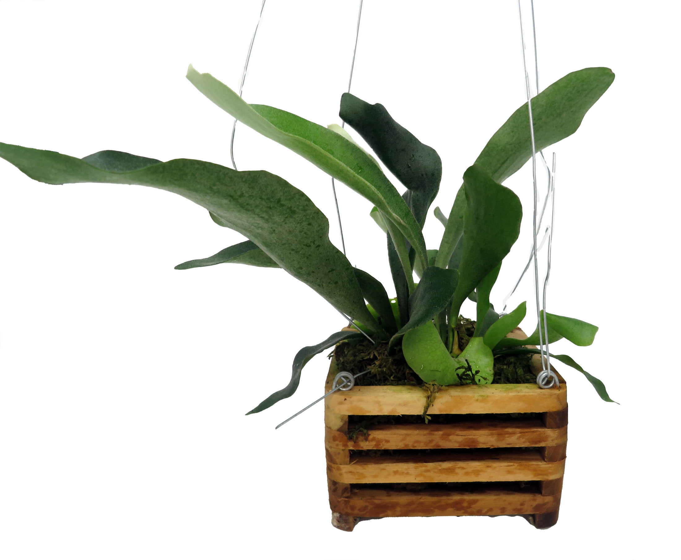 Staghorn Fern - Platycerium biforcatum - EXOTIC - 6" Wooden Hanging Basket  - Walmart.com