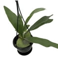 thumbnail image 1 of Staghorn Fern - Platycerium bifurcatum - 4.5" Black Hanging Basket, 1 of 2