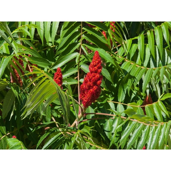 Staghorn Sumac Seeds (Rhus typhina) 100 Seeds (1 grams)