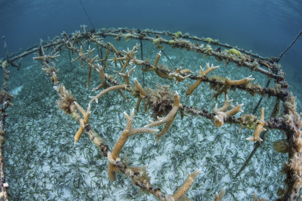 Staghorn corals are being grown off Turneffe Atoll in Belize Canvas Art - Ethan DanielsStocktrek Images (34 x 23)