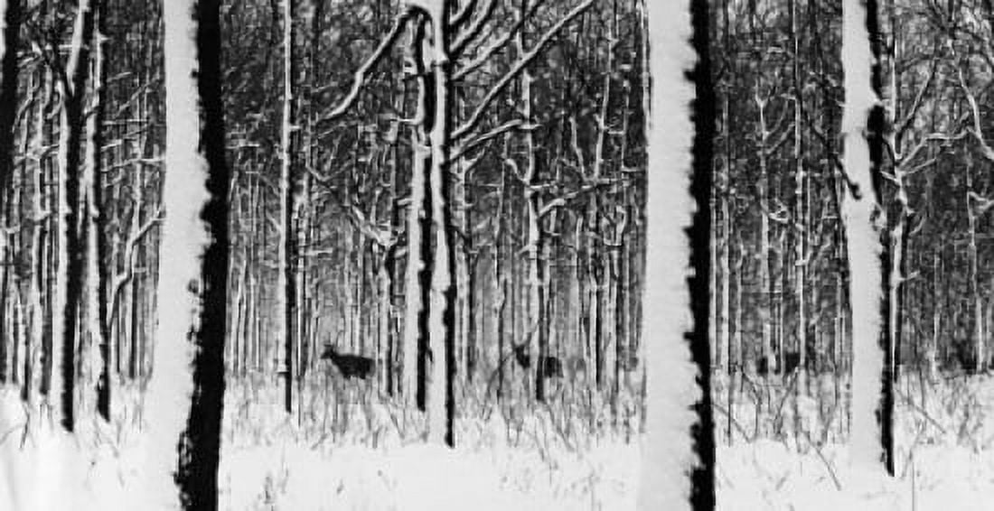 Stags in a forest Canvas Art - (18 x 24)