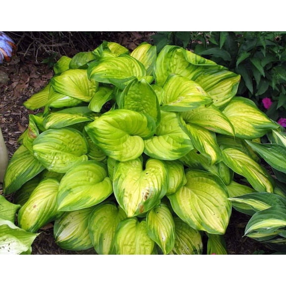 Stained Glass Hosta - Plantain Lily - Live Plant - Gallon Pot