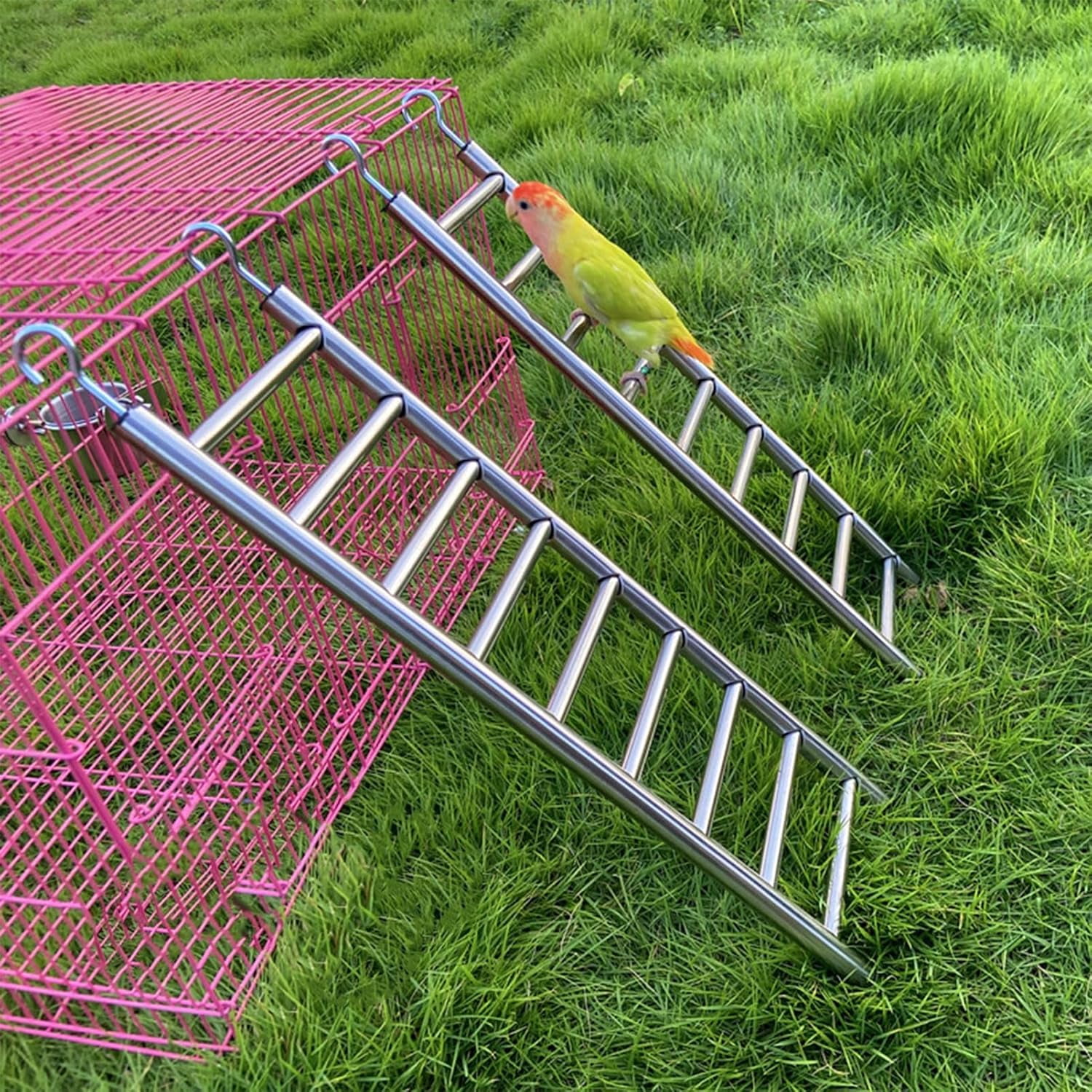 Illustration of Large Parrot Exercise Equipment With Toy Hooks