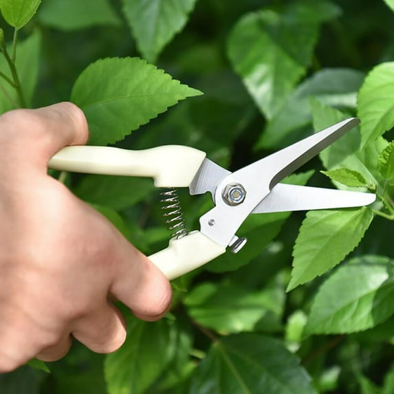 Stainless Steel Pruning Shears | Heavy Duty Garden Scissors for Fruit Trees, Hedges & Branches | Precision Straight Blade, Rust Resistant, Ergonomic , Secure Locking, Easy Clean Cuts, 1 Piece