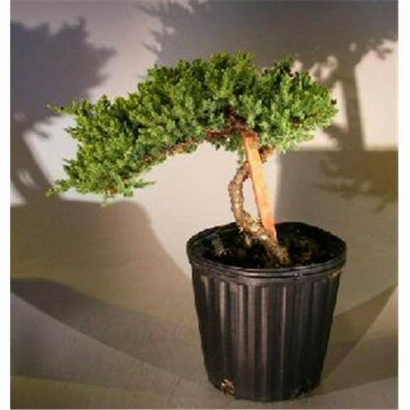 Staked Pre Bonsai Juniper Bonsai Tree - Juniper Procumbens Nana