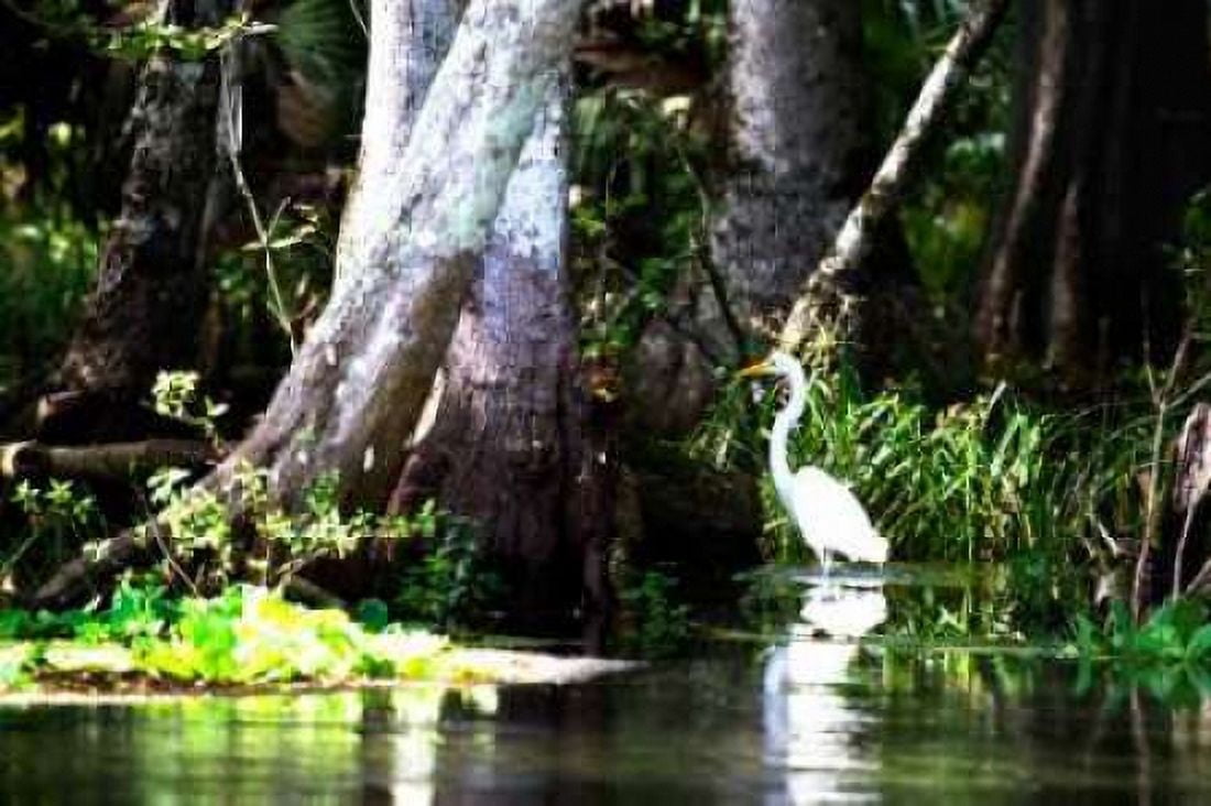 Stalking Egret Canvas Art - Alan Hausenflock (20 x 28)