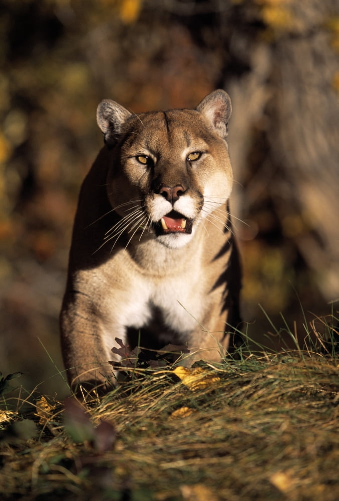 Stalking Mountain Lion Canvas Art - Natural Selection David Ponton Design Pics (12 x 18)