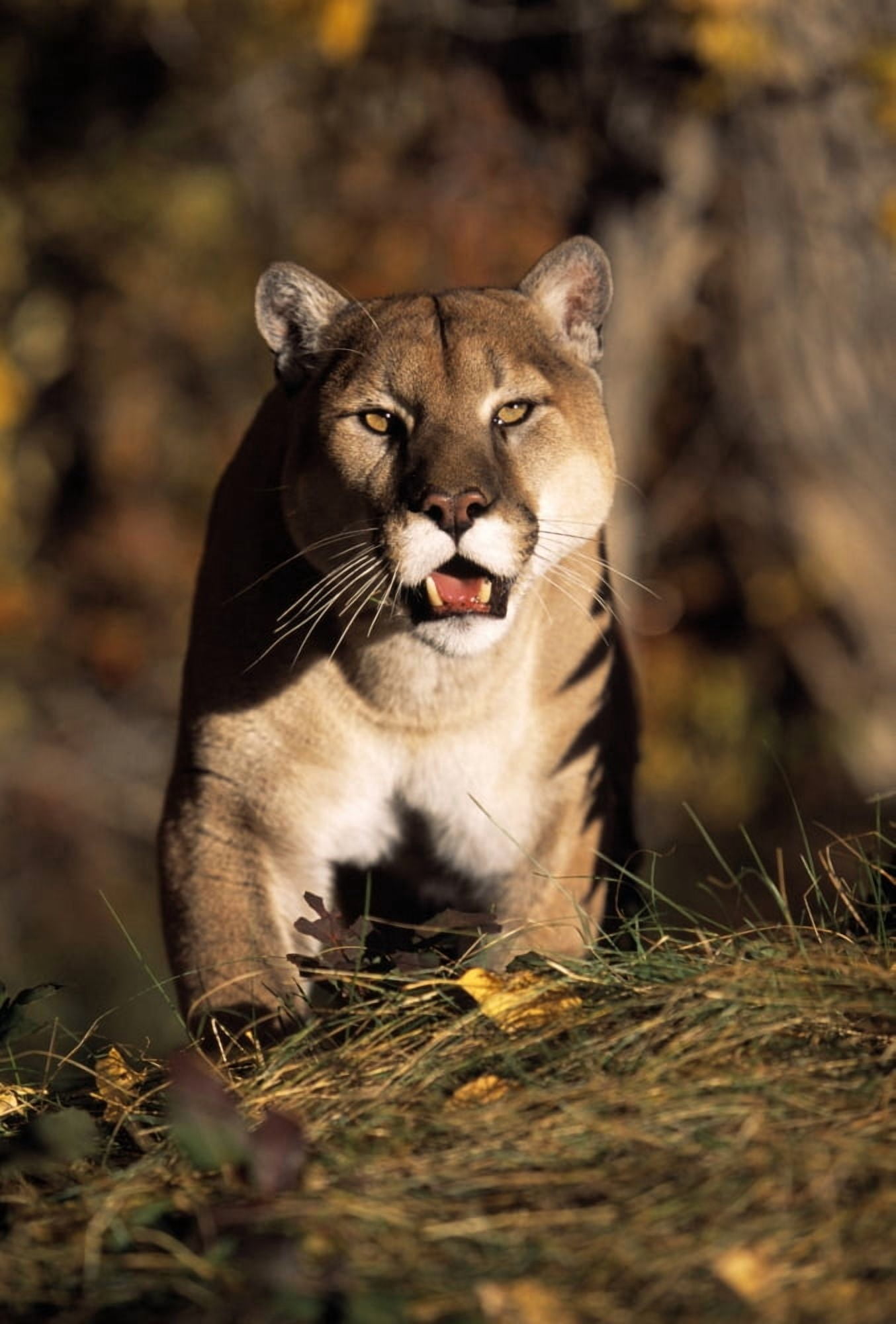 Stalking Mountain Lion Canvas Art - Natural Selection David Ponton Design Pics (24 x 36)