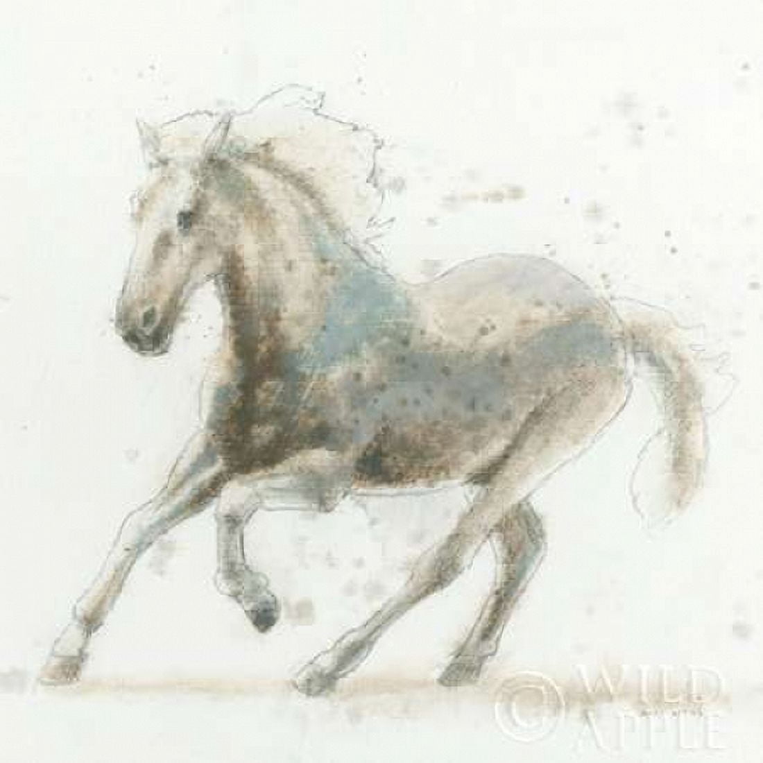 Stallion II Canvas Art - James Wiens (24 x 24)