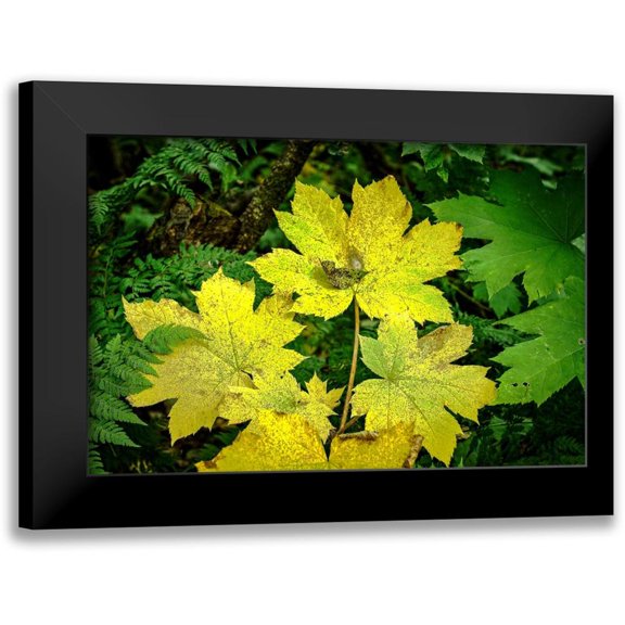 Stalowy, John 14x11 Black Modern Framed Museum Art Print Titled - Fall Leaves