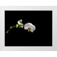thumbnail image 1 of Stalowy, John 14x12 White Modern Wood Framed Museum Art Print Titled - Cattileya Orchid, 1 of 4