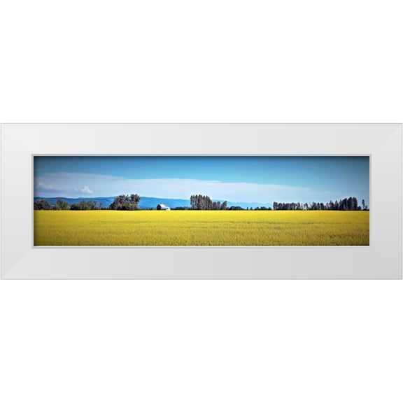 Stalowy, John 14x7 White Modern Wood Framed Museum Art Print Titled - Canola Fields