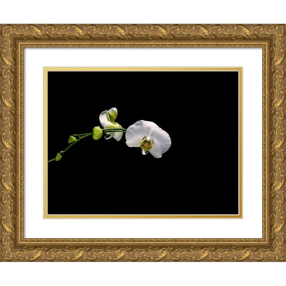 Stalowy, John 18x15 Gold Ornate Wood Framed with Double Matting Museum Art Print Titled - Cattileya Orchid