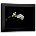 thumbnail image 1 of Stalowy, John 24x19 Black Modern Framed Museum Art Print Titled - Cattileya Orchid, 1 of 5