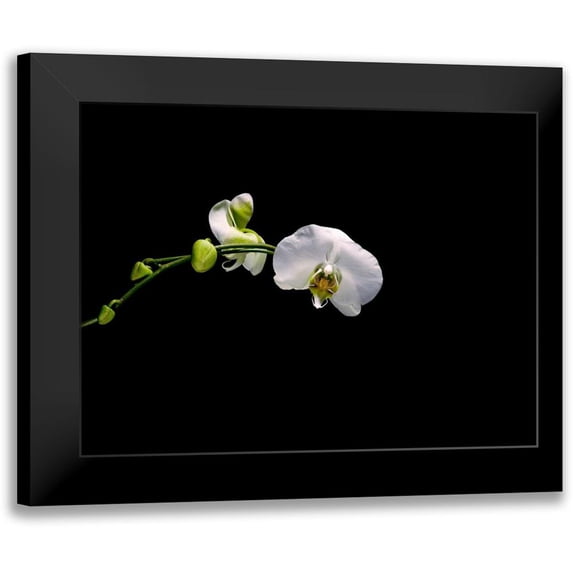 Stalowy, John 24x19 Black Modern Framed Museum Art Print Titled - Cattileya Orchid