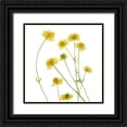 thumbnail image 1 of Stalus, Judy 12x12 Black Ornate Wood Framed with Double Matting Museum Art Print Titled - Buttercup, 1 of 4