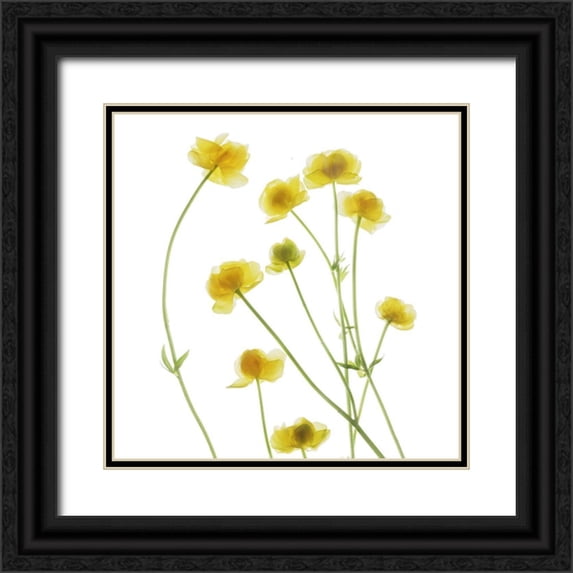 Stalus, Judy 12x12 Black Ornate Wood Framed with Double Matting Museum Art Print Titled - Buttercup