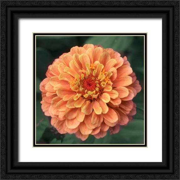 Stalus, Judy 12x12 Black Ornate Wood Framed with Double Matting Museum Art Print Titled - Petals
