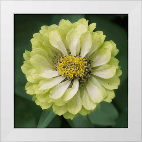 Stalus, Judy 12x12 White Modern Wood Framed Museum Art Print Titled - Lime Ade