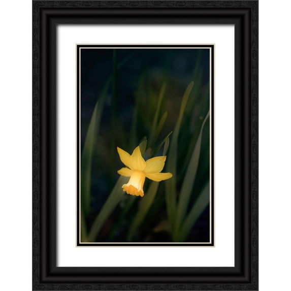 Stalus, Judy 13x18 Black Ornate Wood Framed with Double Matting Museum Art Print Titled - Narcissus