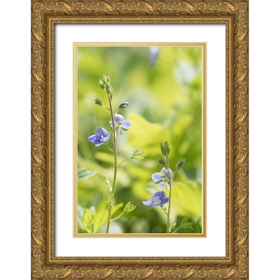 Stalus, Judy 13x18 Gold Ornate Wood Framed with Double Matting Museum Art Print Titled - Meadow