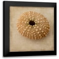 thumbnail image 1 of Stalus, Judy 15x15 Black Modern Framed Museum Art Print Titled - Sepia Shell III, 1 of 5