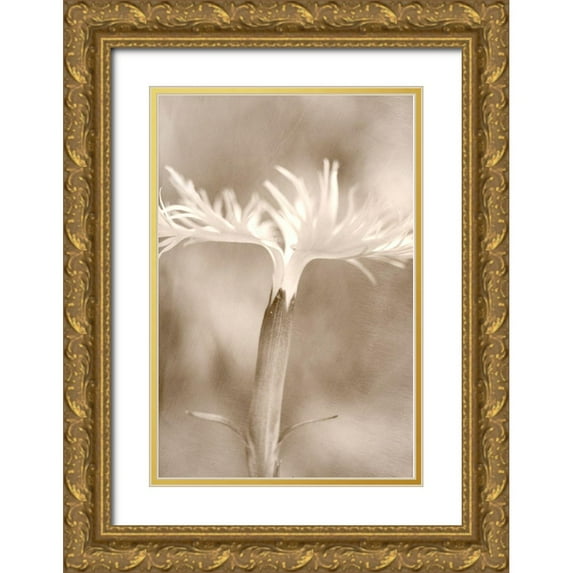 Stalus, Judy 17x24 Gold Ornate Wood Framed with Double Matting Museum Art Print Titled - Dianthus