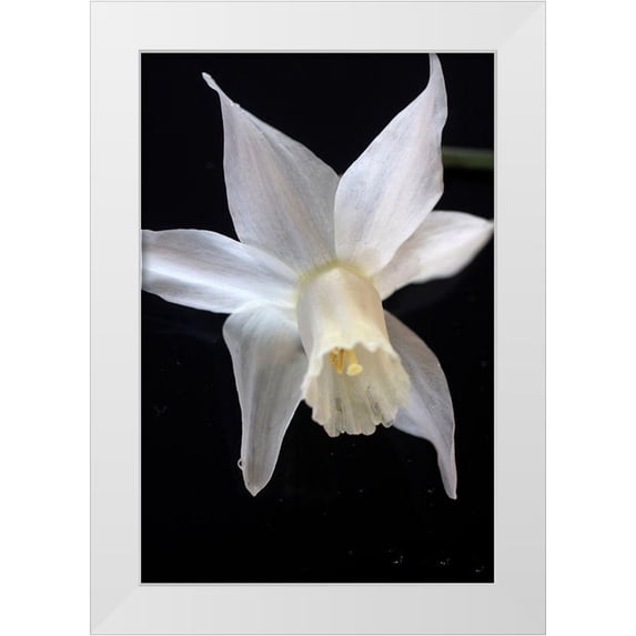 Stalus, Judy 17x24 White Modern Wood Framed Museum Art Print Titled - White Jonquil