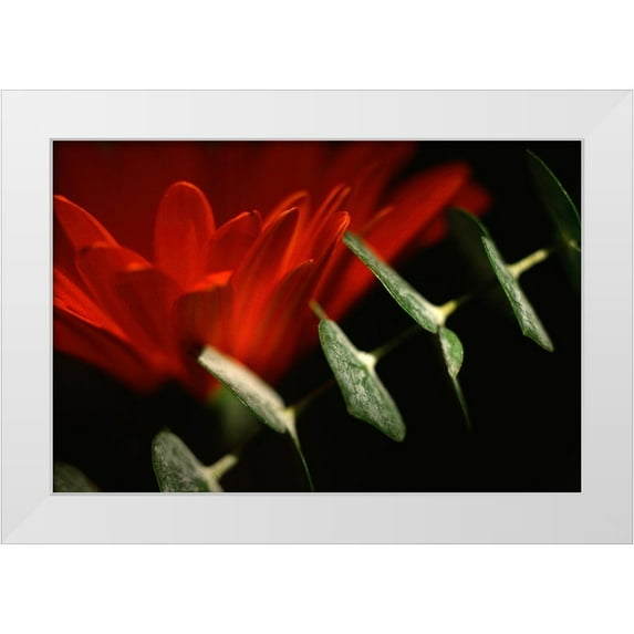 Stalus, Judy 18x13 White Modern Wood Framed Museum Art Print Titled - Red Daisy