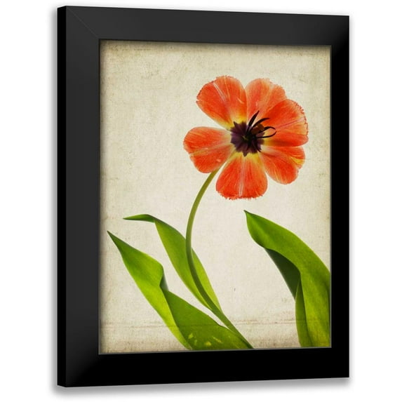 Stalus, Judy 19x24 Black Modern Framed Museum Art Print Titled - Parchment Flowers V