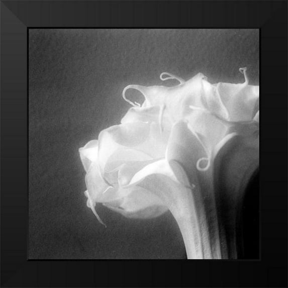 Stalus, Judy 20x20 Black Modern Framed Museum Art Print Titled - Light