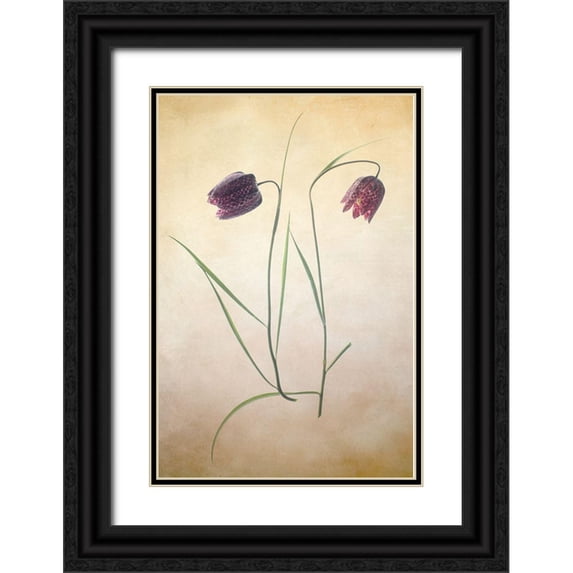 Stalus, Judy 23x32 Black Ornate Wood Framed with Double Matting Museum Art Print Titled - Fritillare I