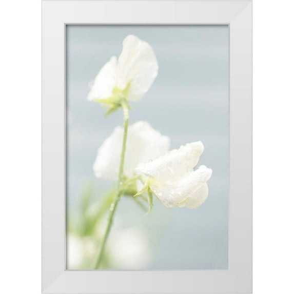 Stalus, Judy 23x32 White Modern Wood Framed Museum Art Print Titled - White Sweet Pea
