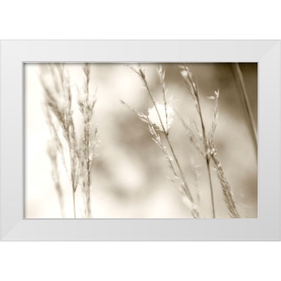 Stalus, Judy 24x17 White Modern Wood Framed Museum Art Print Titled - Grass at Dawn