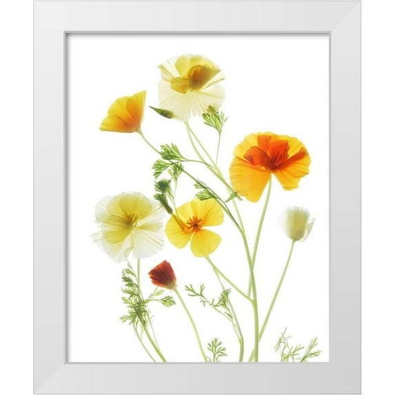 Stalus, Judy 26x32 White Modern Wood Framed Museum Art Print Titled - California PoppyGarden