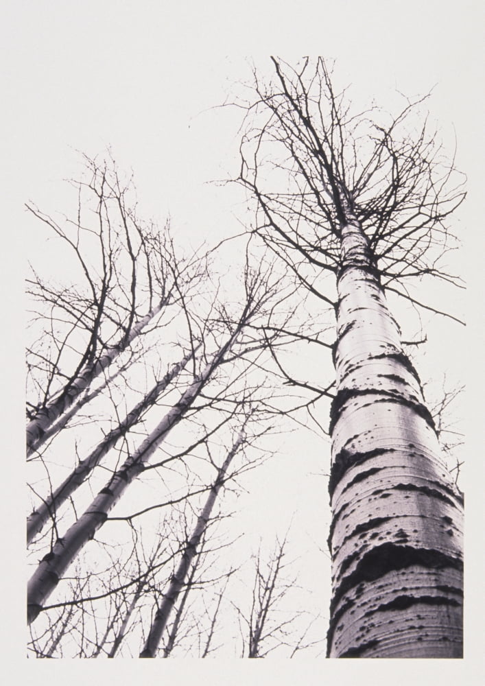 Stand Of Poplar Trees Next To The Highway 1 Banff National Park Alberta BC Canvas Art - Kari Medig  Design Pics (11 x 16)