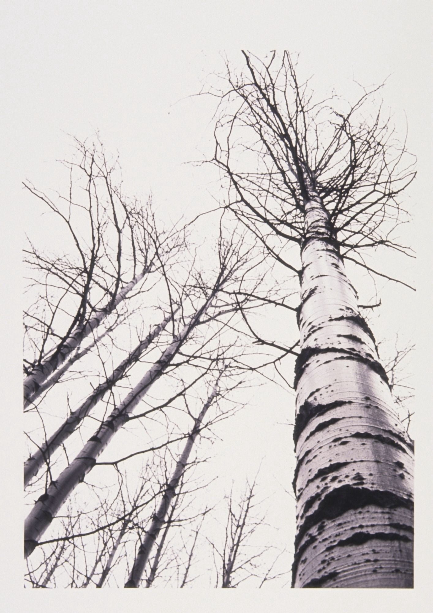 Stand Of Poplar Trees Next To The Highway 1 Banff National Park Alberta BC Canvas Art - Kari Medig Design Pics (22 x 32)
