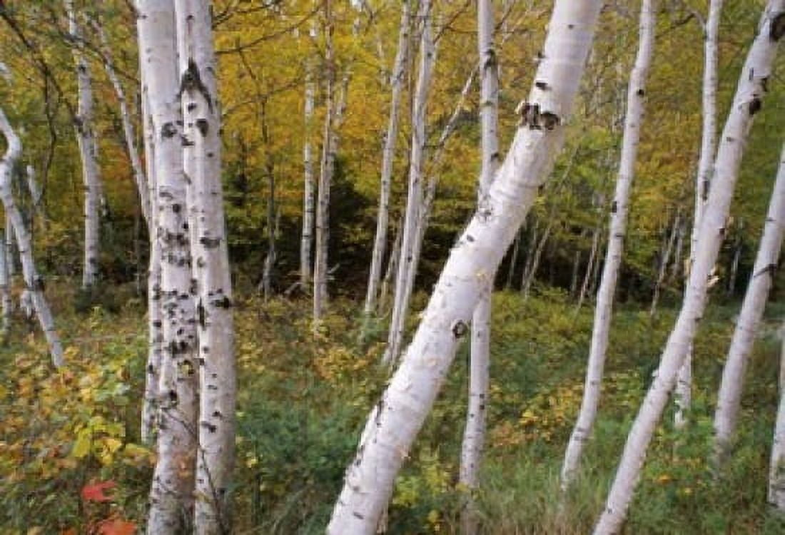 Stand Of White Birch Trees Canvas Art - Panoramic Images (16 x 11)
