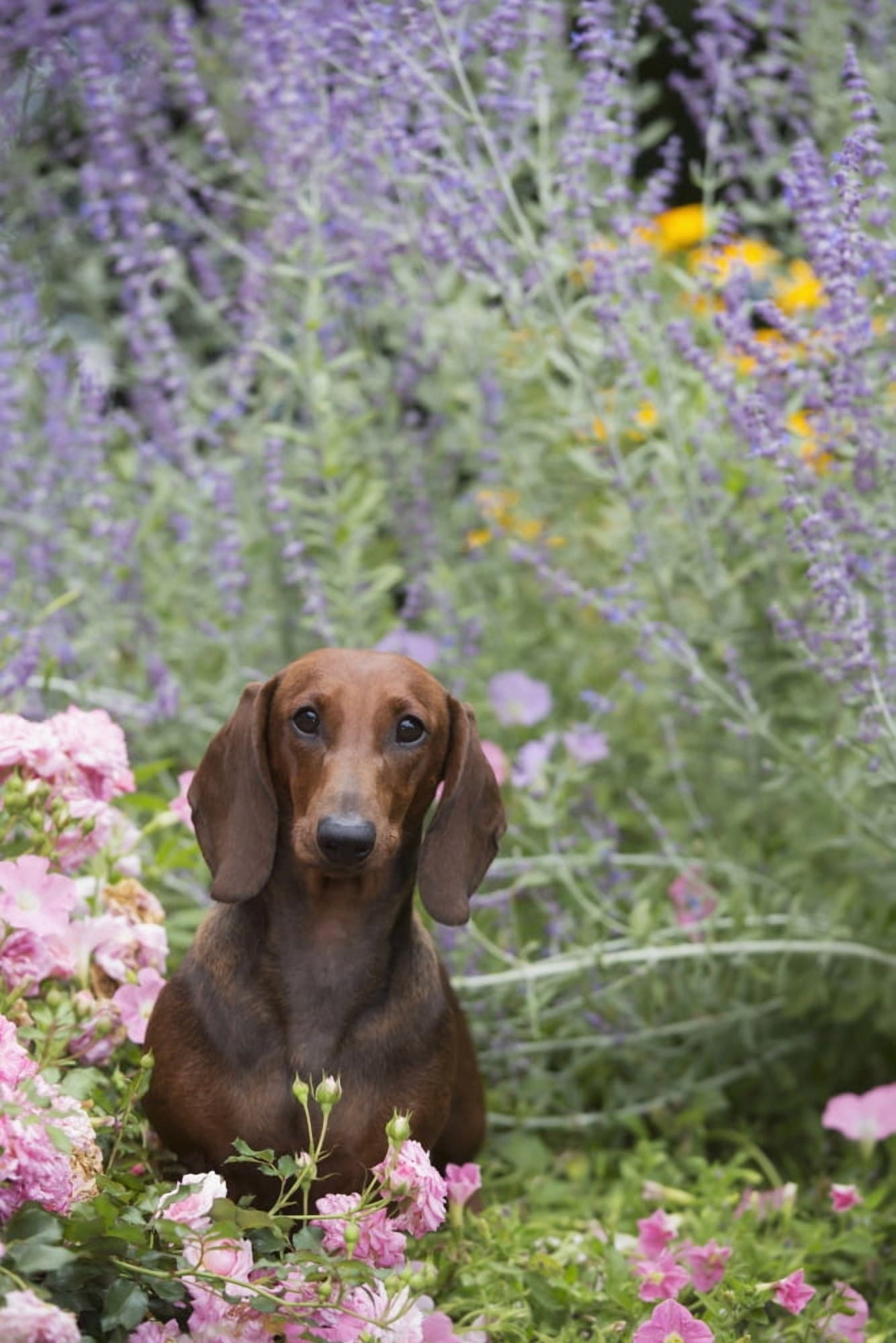 Standard Dachshund in summer garden flowers Monroe Connecticut United States of America Canvas Art - Lynn Stone Design Pics (12 x 19)
