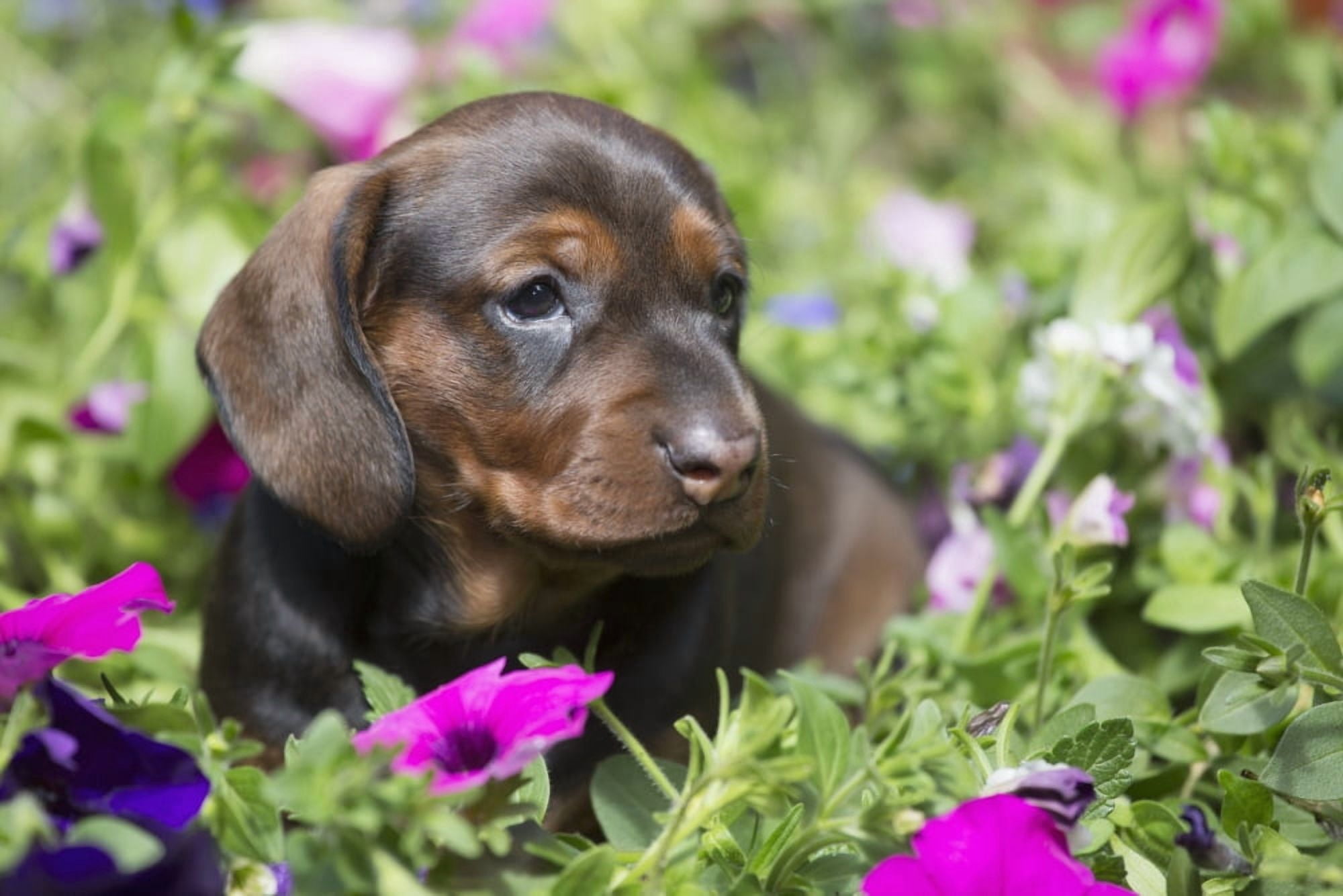Standard Dachshund puppy in summer garden flowers Monroe Connecticut United States of America Canvas Art - Lynn Stone Design Pics (38 x 24)