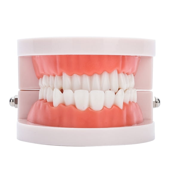 Standard Dental Denture Teeth Model - PVC 28 Non-Movable Adult Gums Teeth Demonstration Model for Dentist Patient Communication and Medical Study, 3.5 x 3.1 x 2.3 Inches / 9 x 8 x 5.8 cm
