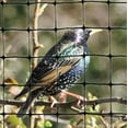 thumbnail image 1 of Standard Lightweight Garden Bird Netting 3/4" Mesh 200 feet X 14 feet Protect Plants Fruit Trees Bird Damage Repellent, 1 of 4