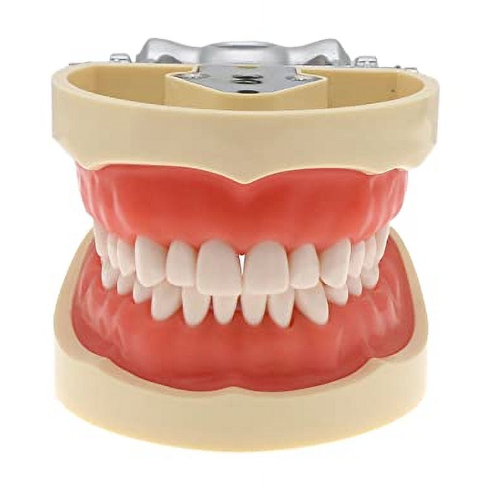 その他 NISSIN DENTAL MODEL Amazon.com: Dental Anatomy Model Typodont Type Nissin