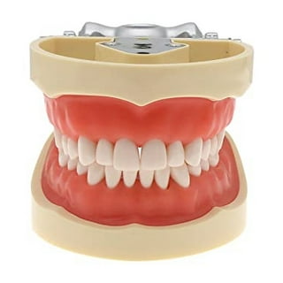 Nissin Dental Model