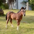 thumbnail image 1 of Standing Horse (Hi-Line Exclusive), 1 of 6