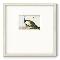 Standing PeacockPremium Framed Print