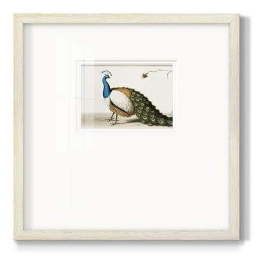 Standing PeacockPremium Framed Print