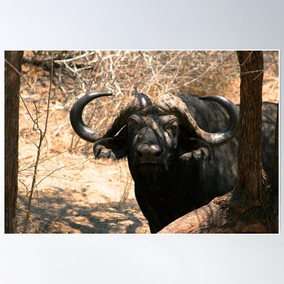 Standing Tough- Water Buffalo Poster Wall Art, Modern Wall Decor For Living Room Bedroom, 8x12 UNFRAMED
