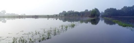 Standing floodwater Mississippi River Illinois USA Canvas Art - Panoramic Images (36 x 12)